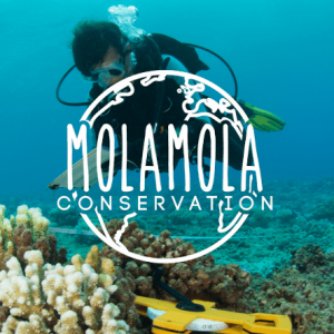Mola Mola Conservation - Centro de Conservacion Marino
